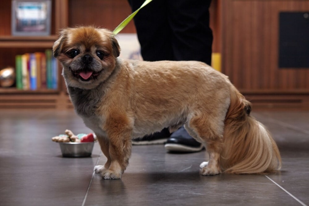 ペット用設備・サービス