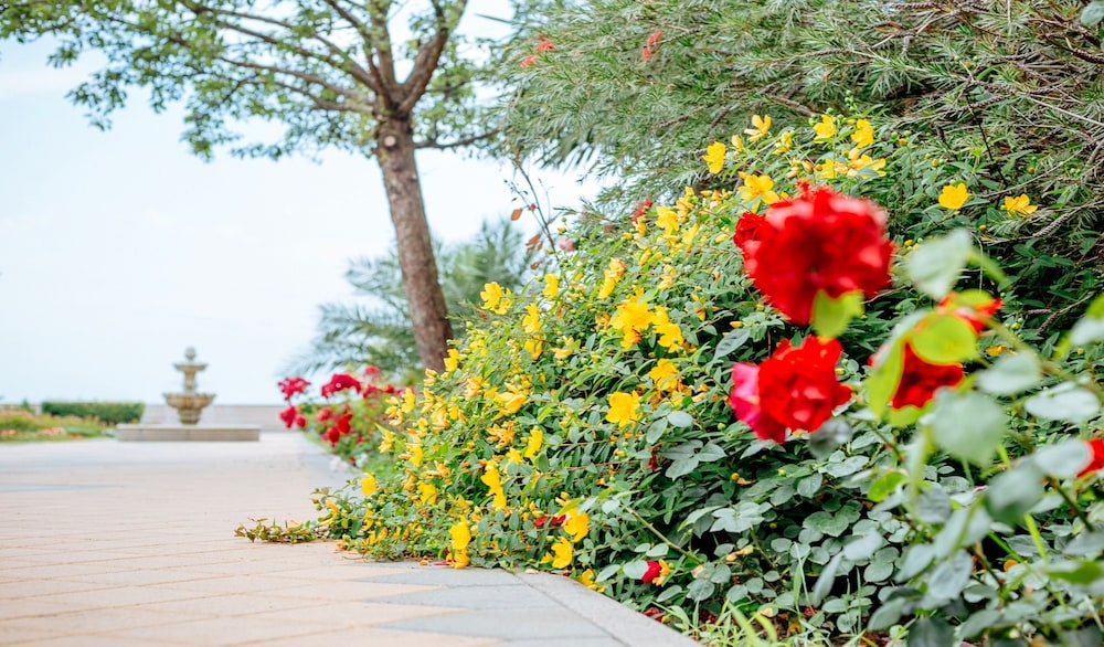 テラス / パティオ