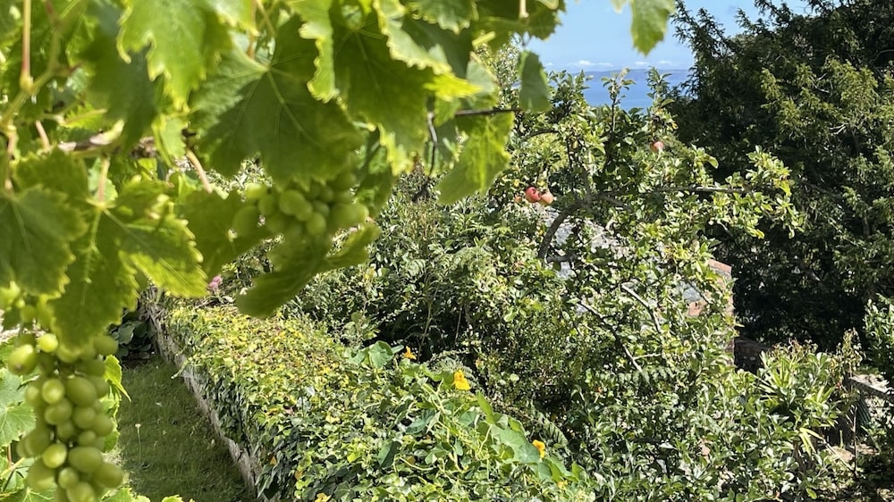 ガーデン ビュー