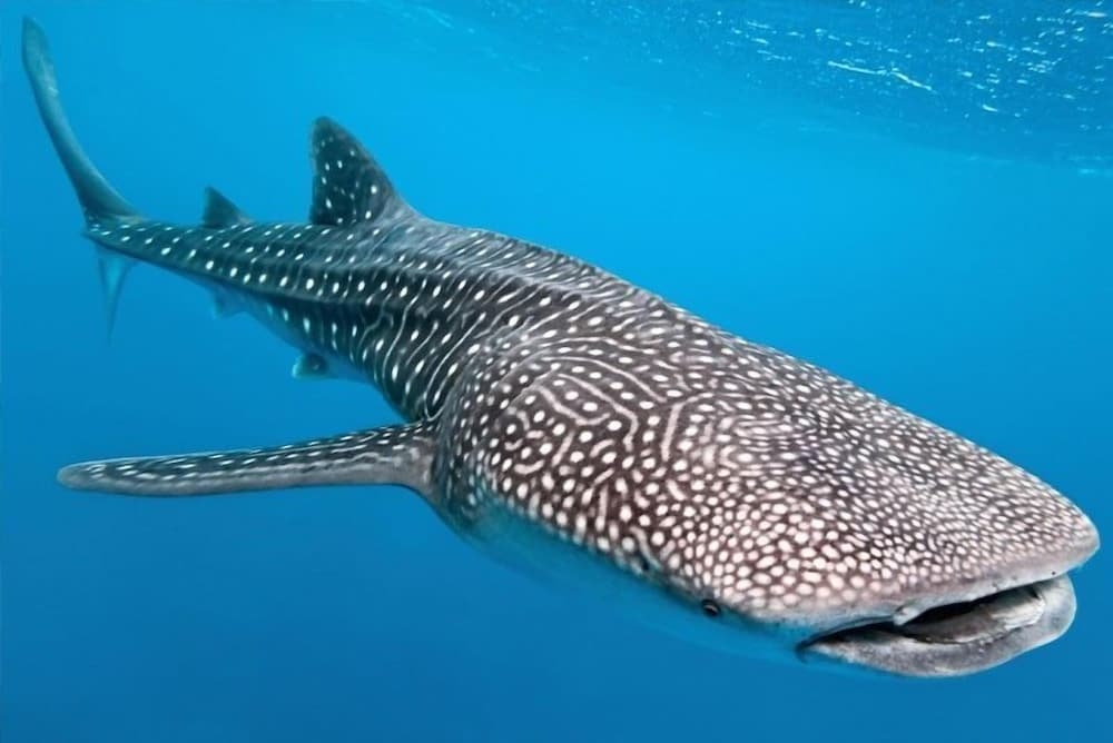 ビーチ / オーシャン ビュー