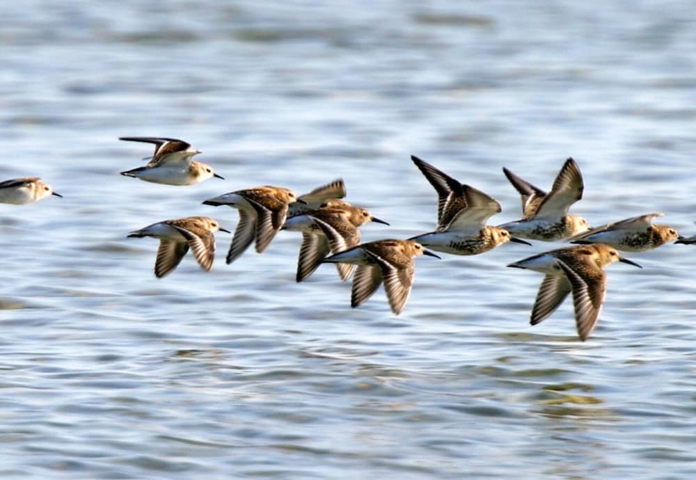 ゲーム ビューイング