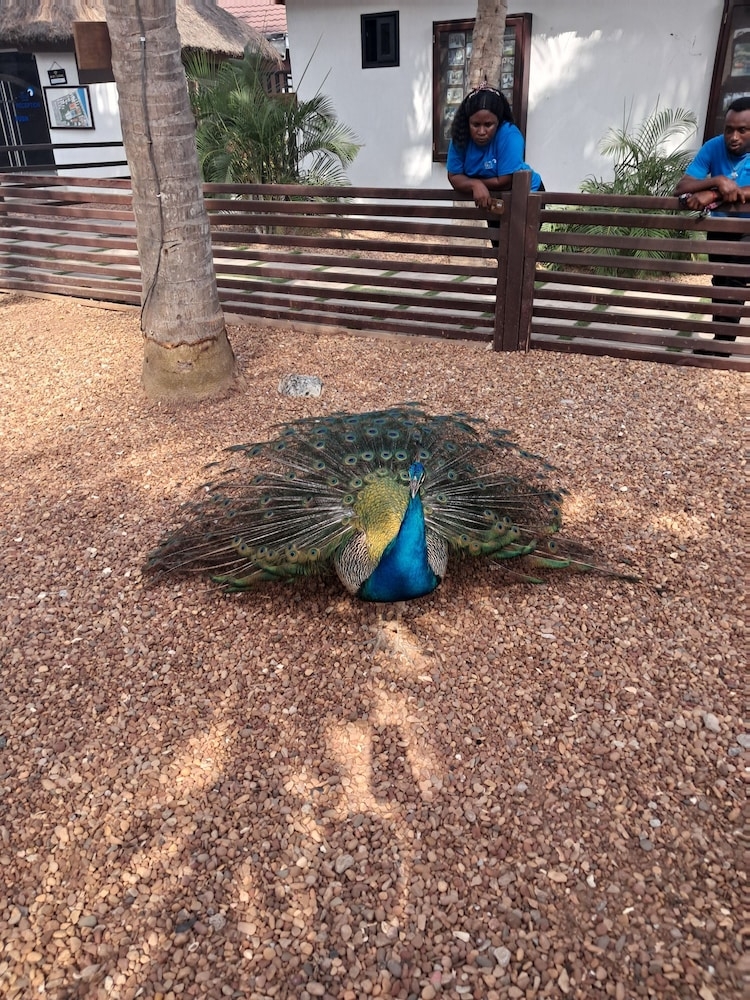 屋外バンケット スペース