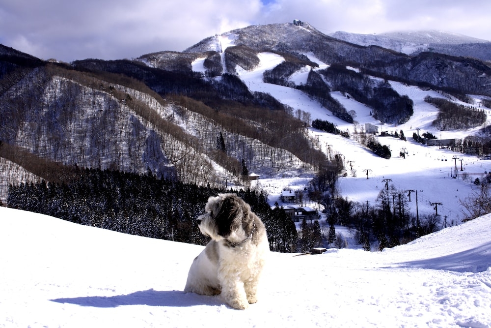 マウンテン ビュー
