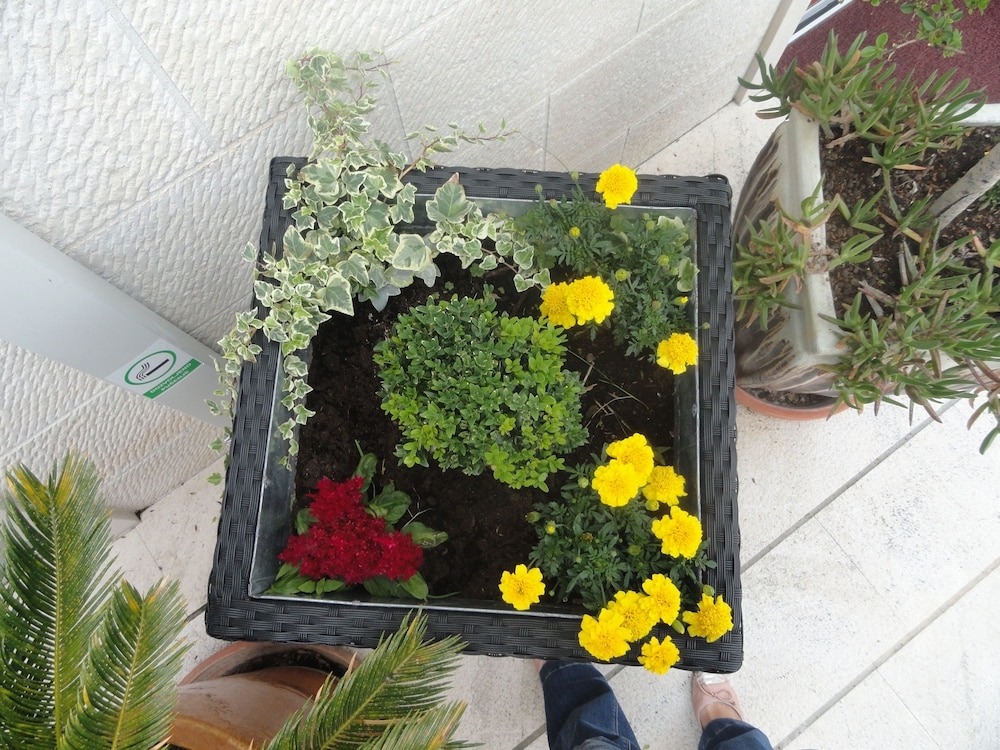 テラス / パティオ