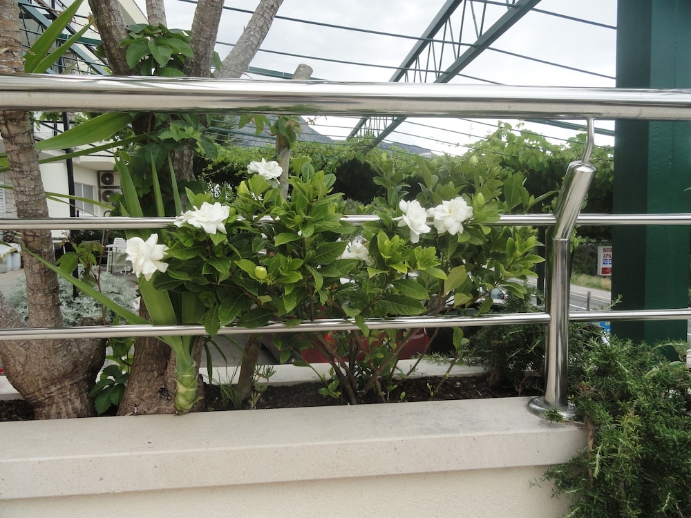 テラス / パティオ