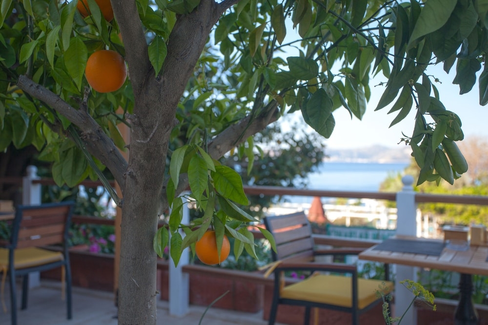 テラス / パティオ