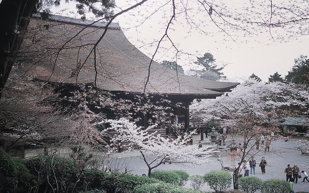 マウンテン ビュー