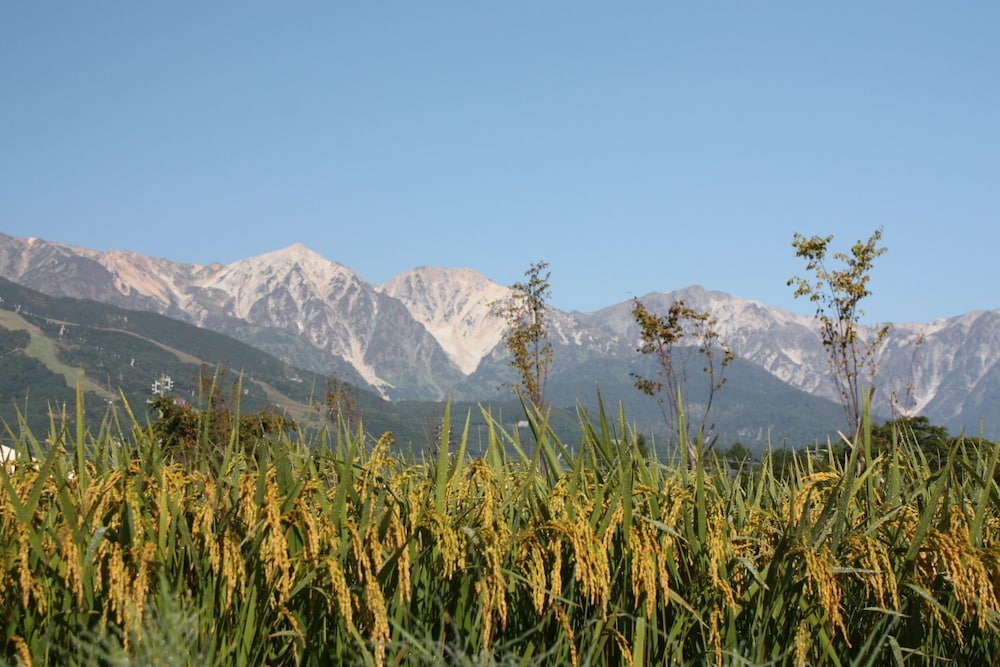 マウンテン ビュー