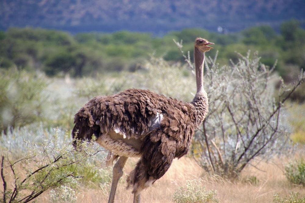 ゲーム ドライブ