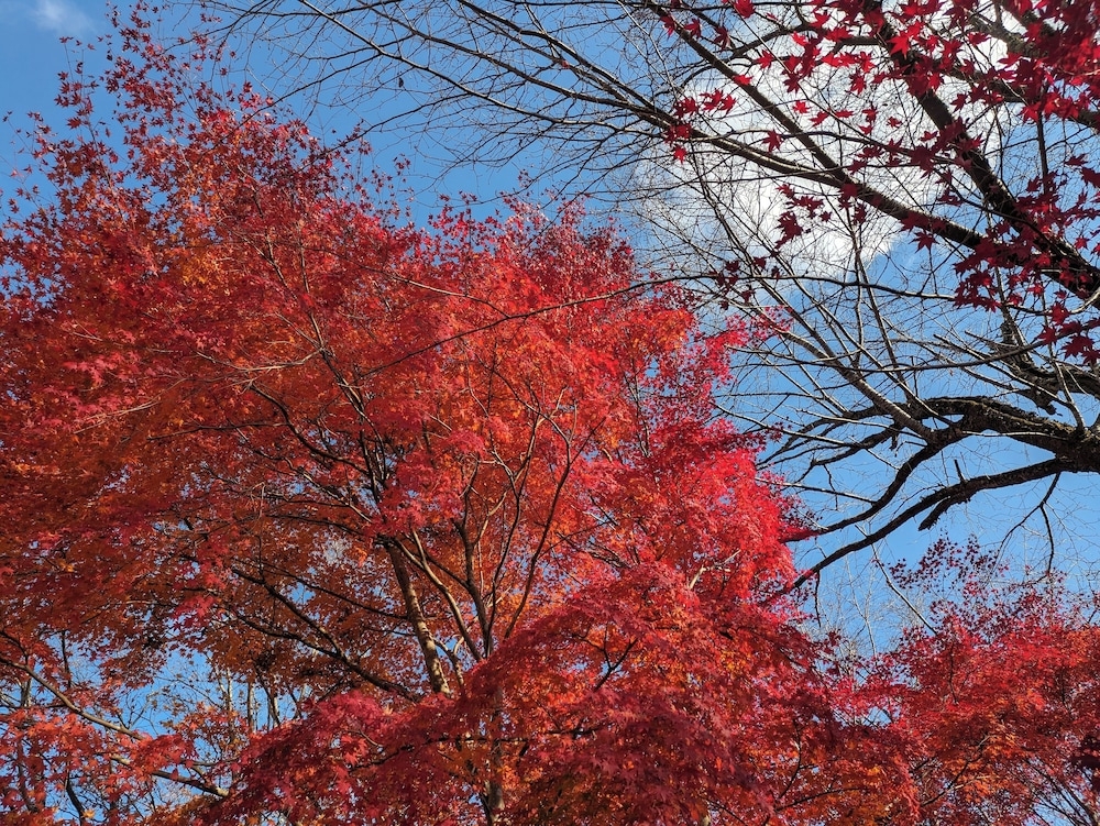 ガーデン ビュー