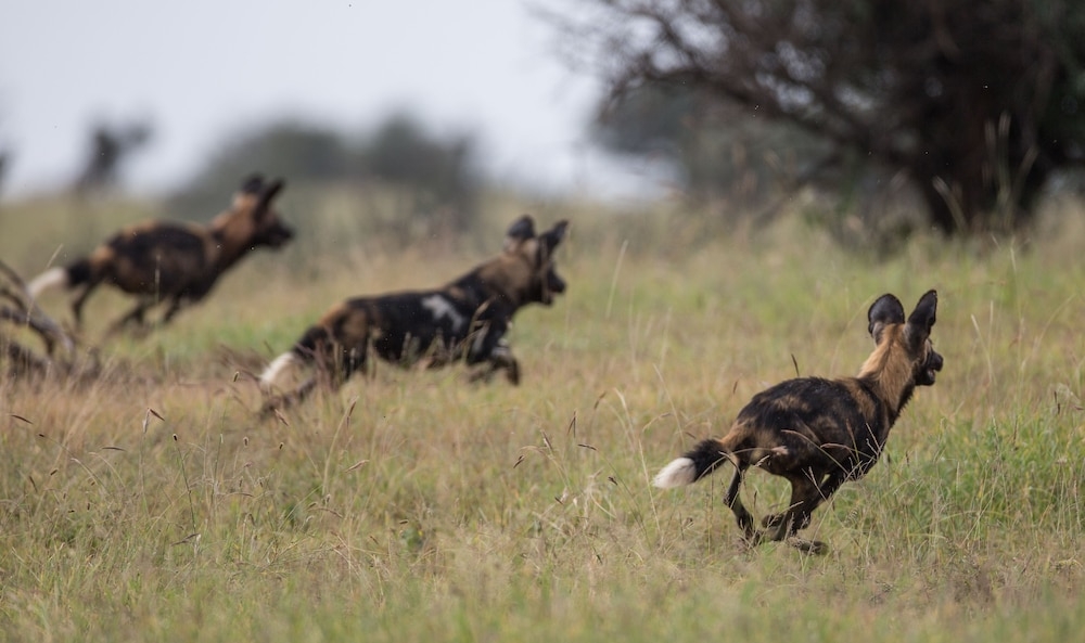 ゲーム ビューイング