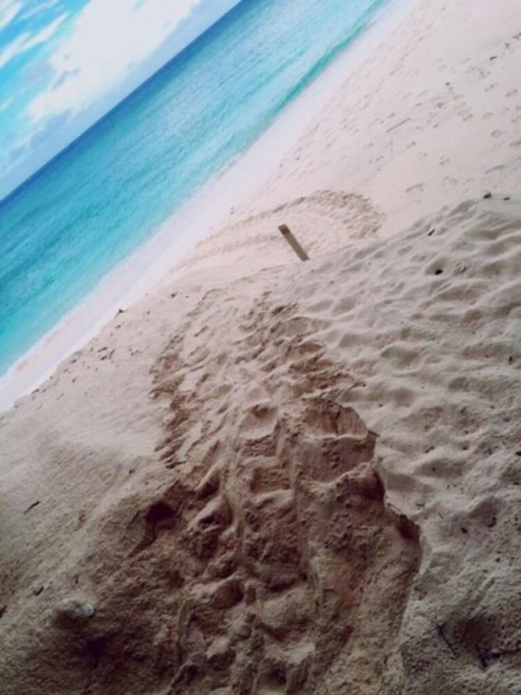 ビーチ / オーシャン ビュー