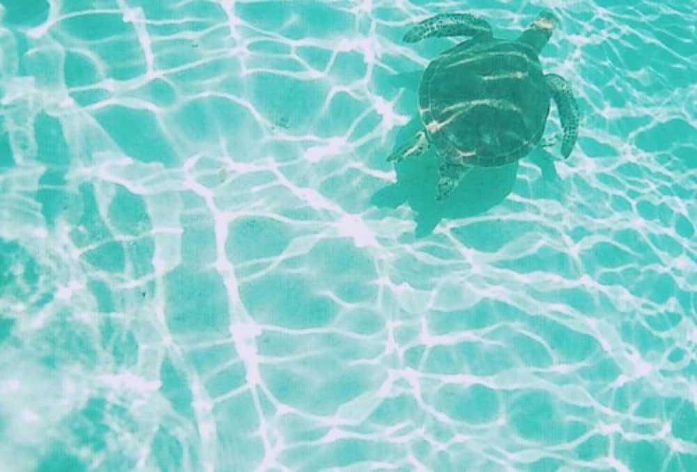 ビーチ / オーシャン ビュー