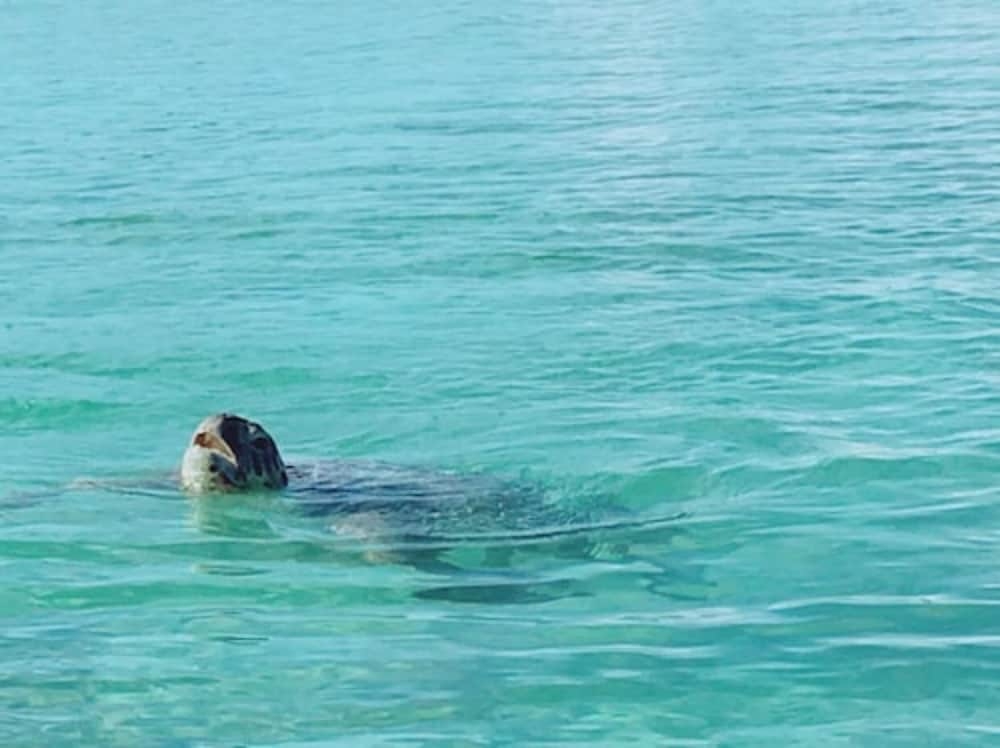 ビーチ / オーシャン ビュー