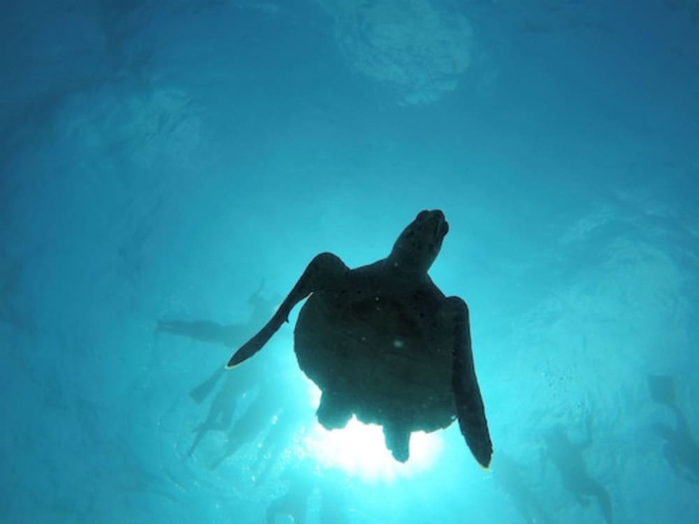 ビーチ / オーシャン ビュー