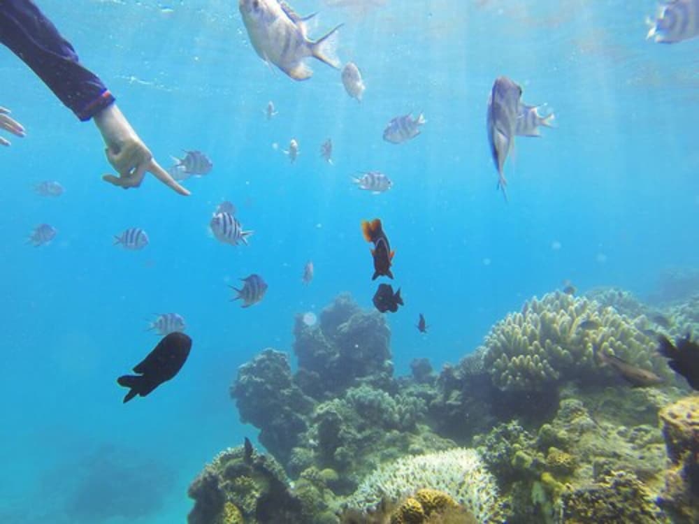 ビーチ / オーシャン ビュー