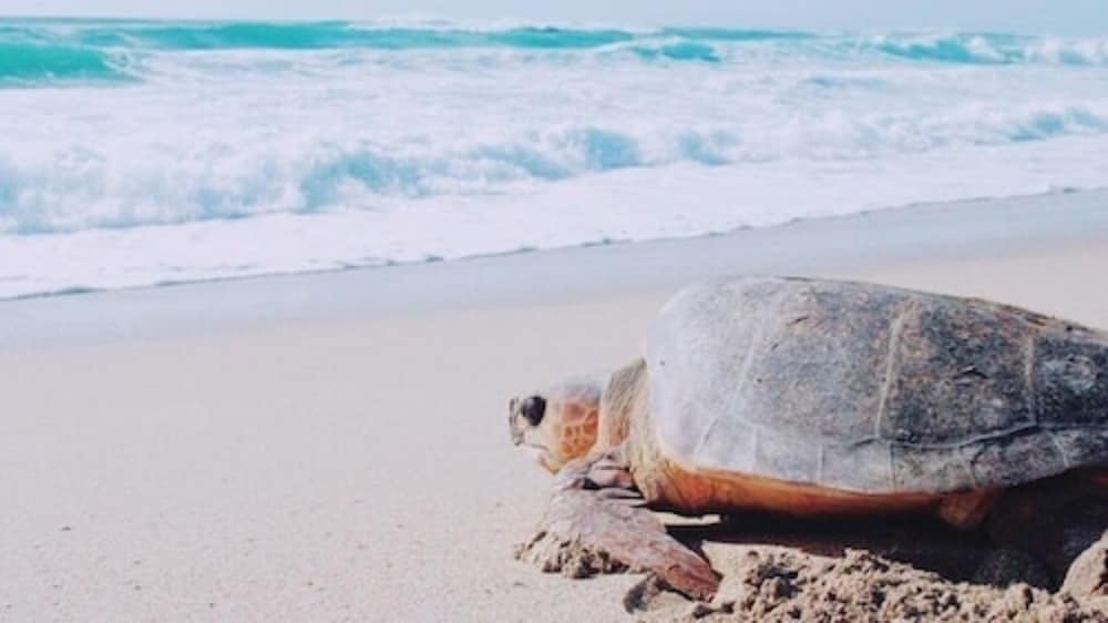 ビーチ / オーシャン ビュー