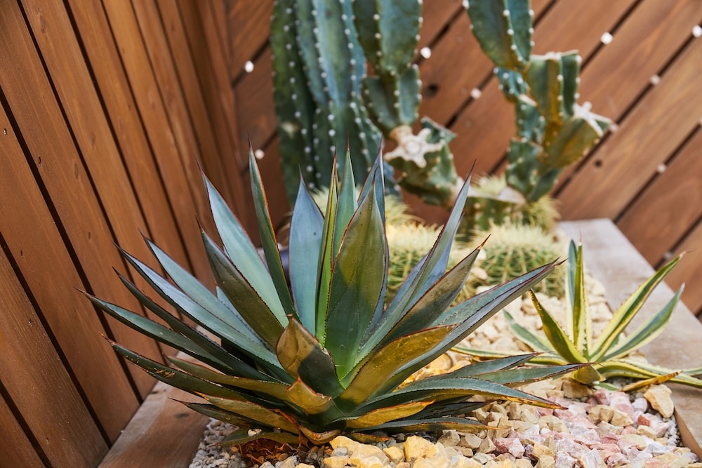 テラス / パティオ