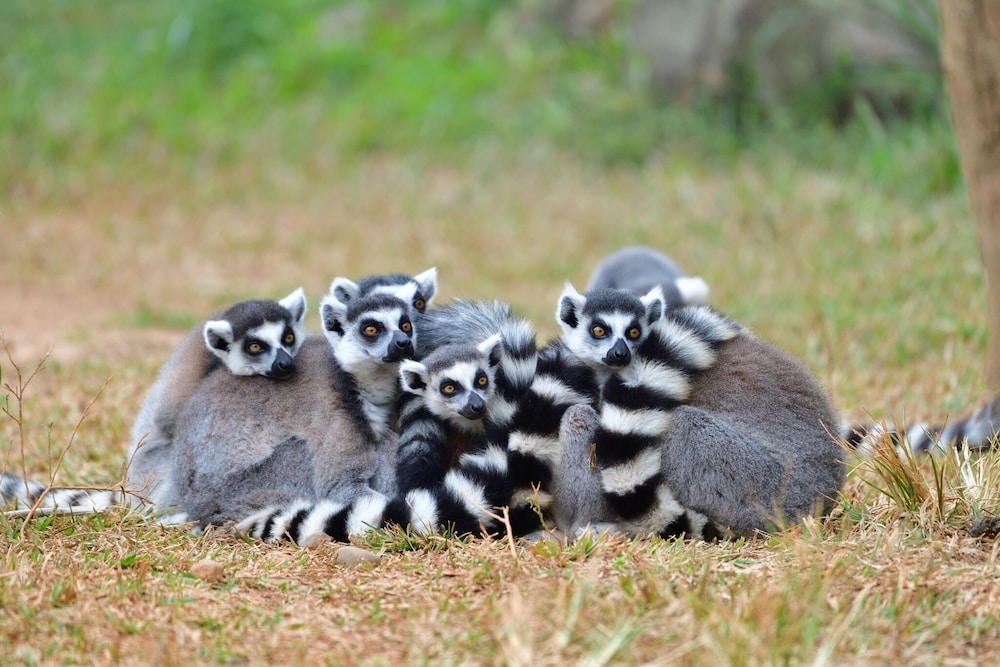 ゲーム ビューイング