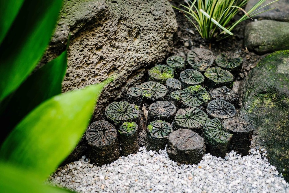 ガーデン ビュー