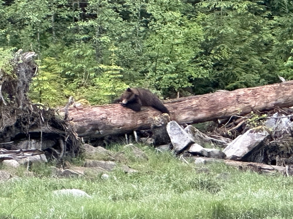 ゲーム ビューイング