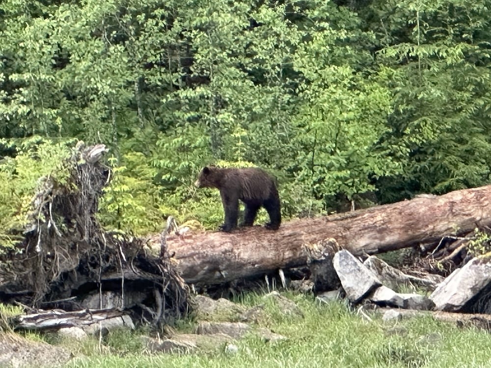 ゲーム ビューイング