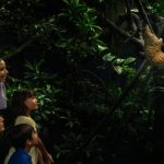 シンガポールナイトサファリ,シンガポール旅行,シンガポール動物園,シンガポール