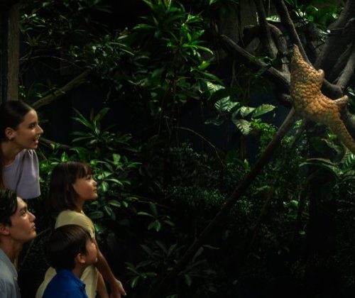 シンガポールㅣシンガポールナイトサファリ、子どもと一緒に行けるおすすめスポットTOP1