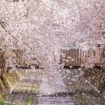 鎮海桜祭りホテル