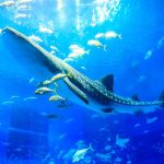 沖縄美ら海水族館