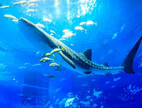 沖縄・本部町ㅣ美ら海水族館&沖縄北部旅行、人気No. 1おすすめ観光コース