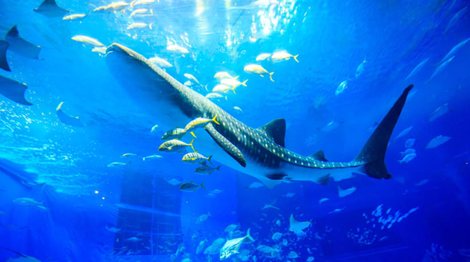 沖縄・本部町ㅣ美ら海水族館&沖縄北部旅行、人気No. 1おすすめ観光コース