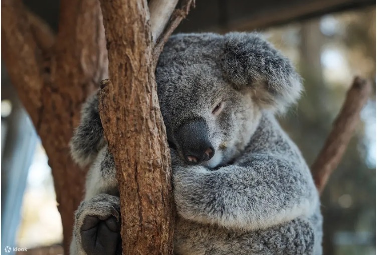 オーストラリア・シドニーおすすめの観光スポット＆宿泊先5選