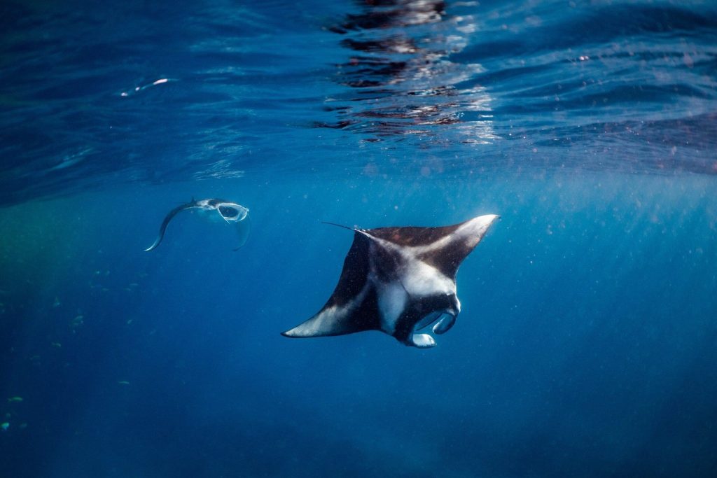 冬におすすめの海外旅行先