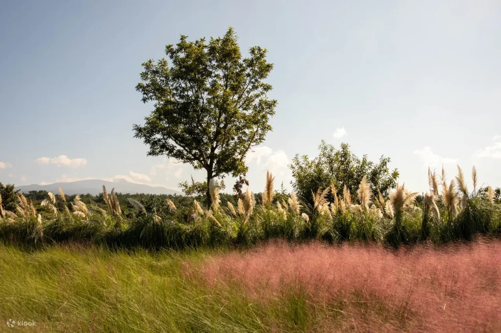 済州島の温水プール付きホテル