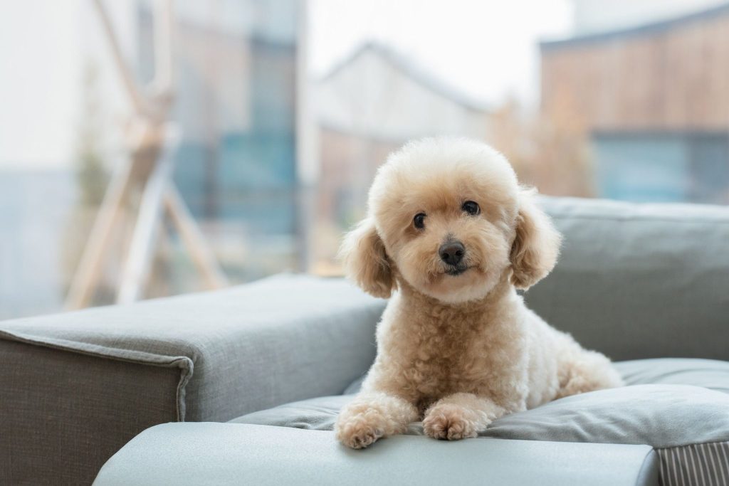 済州島_ヤクマウル