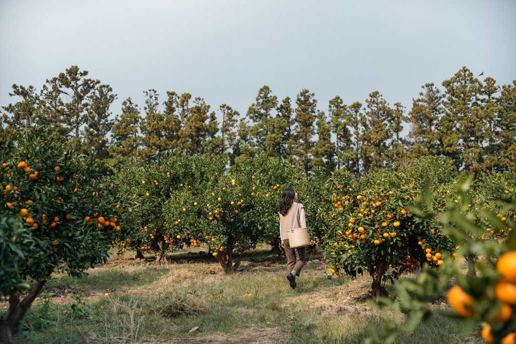 済州島_ヤクマウル