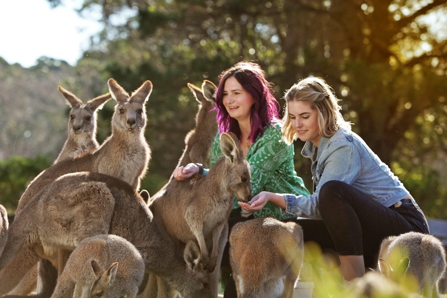 シドニー旅行コース