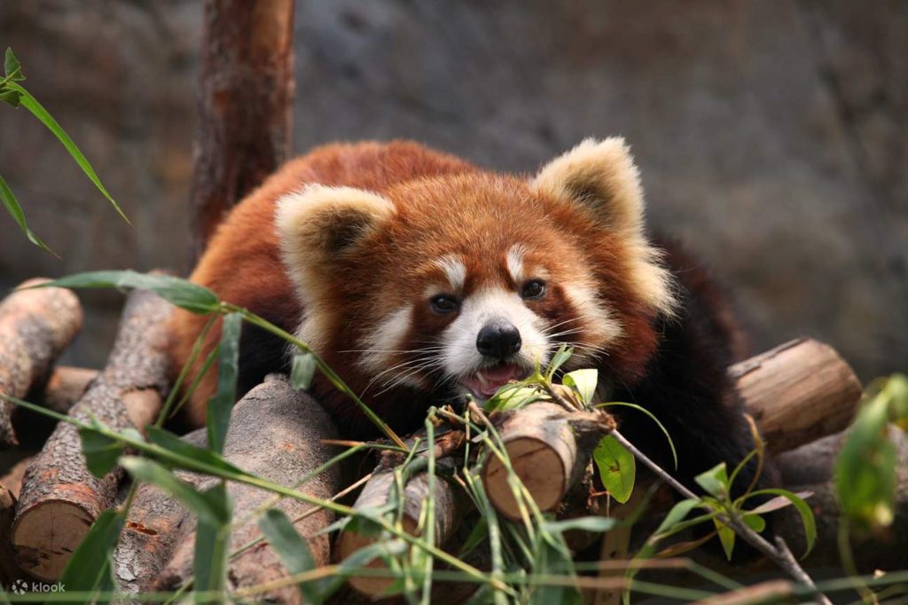 香港-香港・尖沙咀周辺のホテル