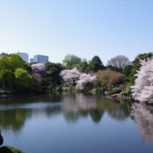 東京・新宿ㅣ新宿のホテルBEST 5、新宿御苑で桜を楽しむのにぴったりの東京おすすめホテル